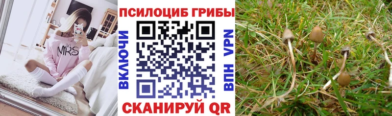 Галлюциногенные грибы Psilocybe Зеленогорск